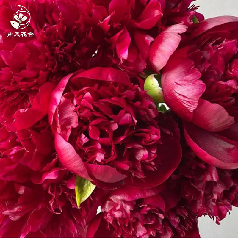 紅色魅力芍藥fl00027-HC0003