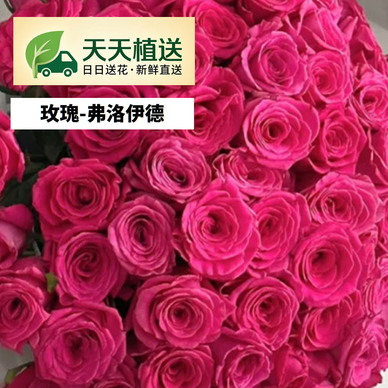 佛洛依德玫瑰fl00029-HC0002