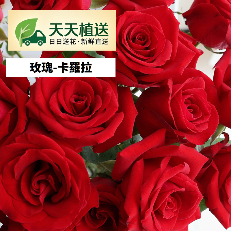 卡羅拉玫瑰fl00029-HC0001