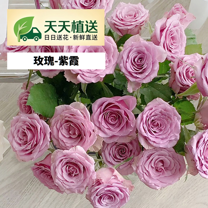 Purple Rose fl00029-HC0006