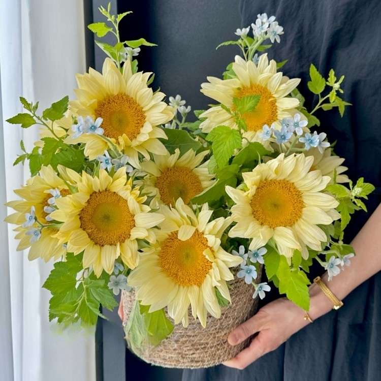 【見花如面】奶油向日葵藍星花混搭抱抱桶約會花束生日鮮花畢業季送閨蜜愛人領導