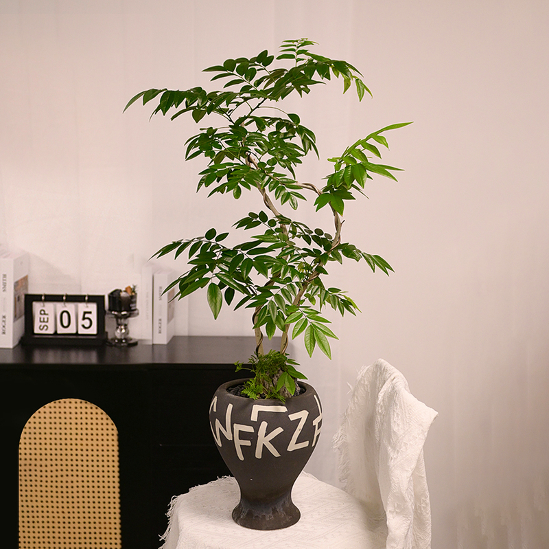 黃花梨盆栽 fl0000-011
