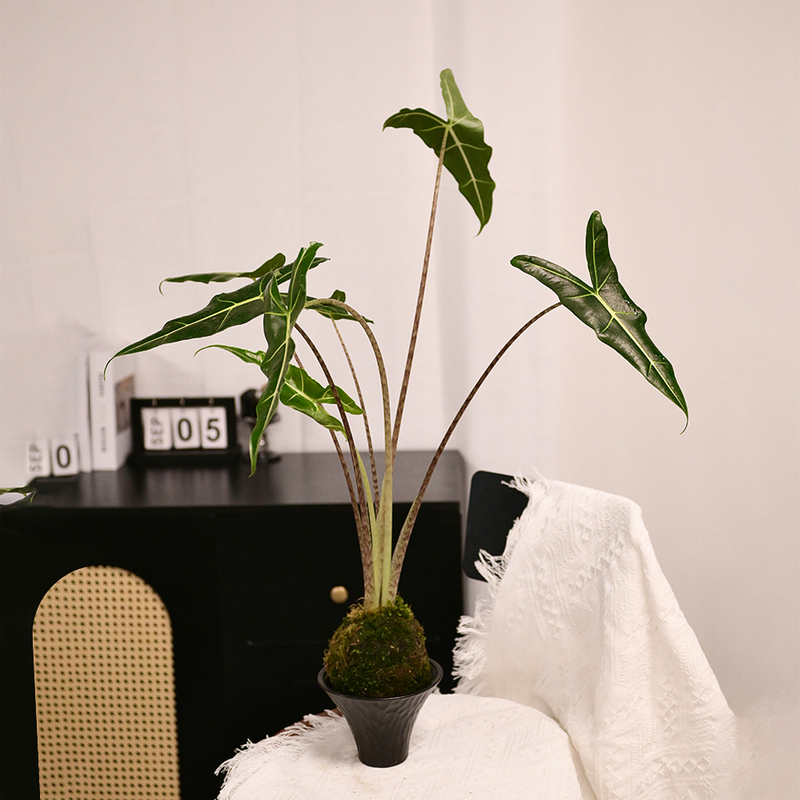 薩利安水苔球 fl0000-031