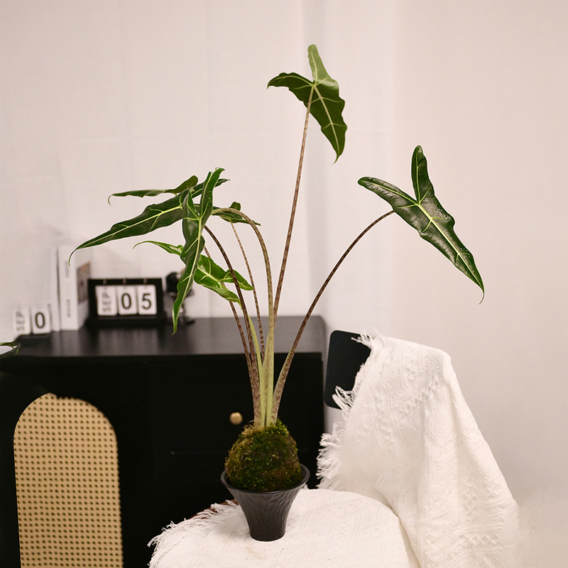 薩利安水苔球 fl0000-032