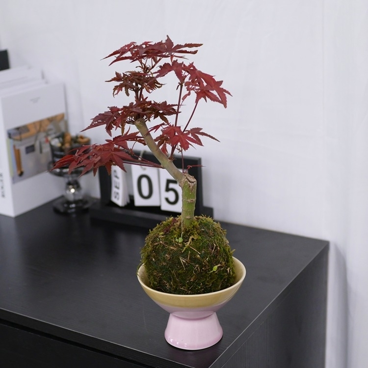 水苔球“紅楓”fl0000-050