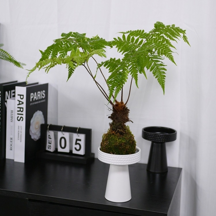 水苔球“紅靈蕨”fl0000-051