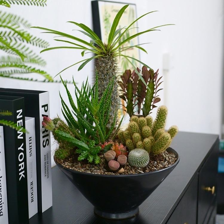 沙生植物組盆盆栽 fl0000-063