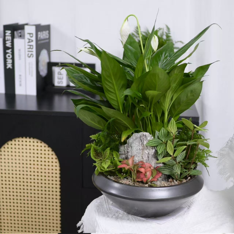 觀葉植物組盆盆栽 fl0000-069