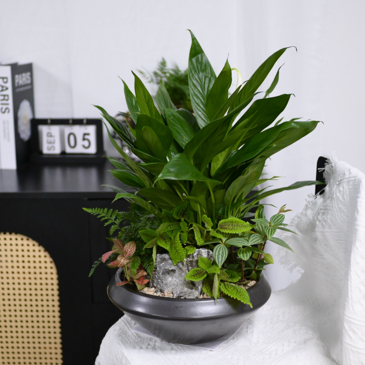 觀葉植物組盆盆栽 fl0000-070