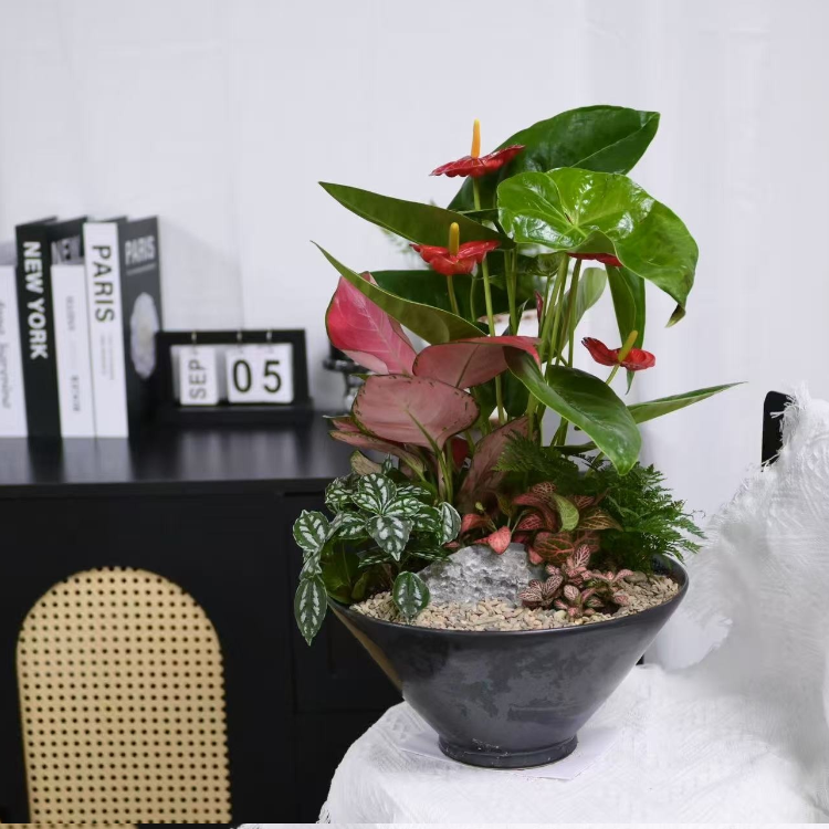 觀葉植物組盆盆栽 fl0000-071