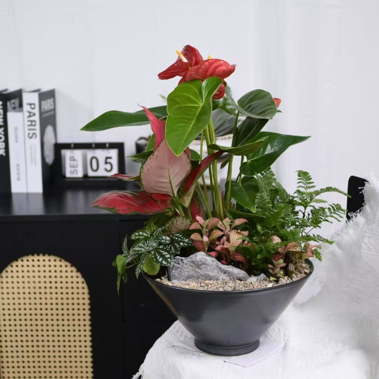 觀葉植物組盆盆栽 fl0000-072