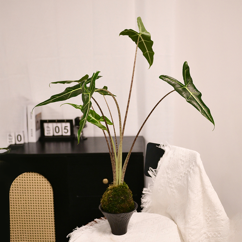 薩利安水苔球 LZ-032
