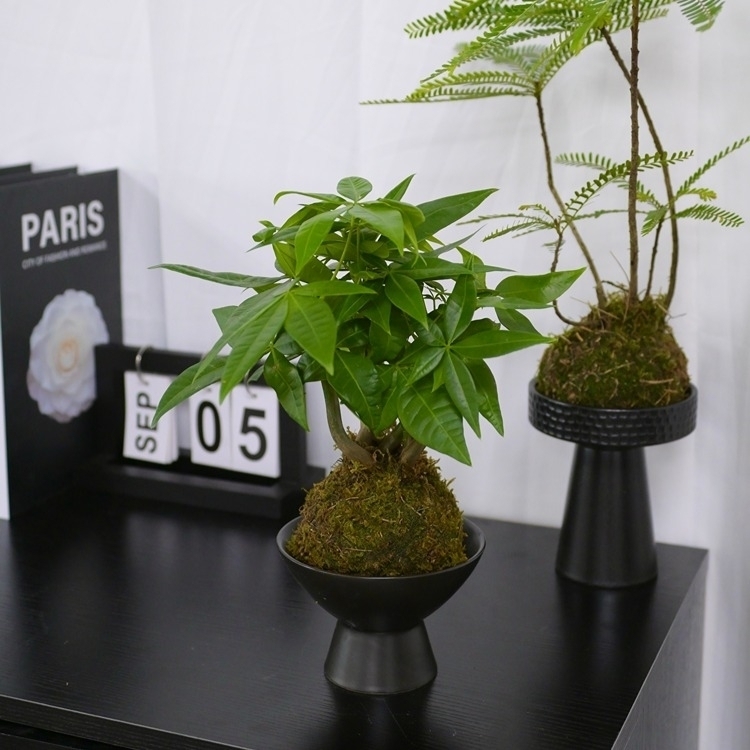 水苔球“發財樹”LZ-036
