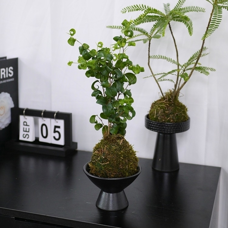 水苔球“卷福”LZ-040