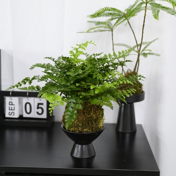 水苔球“吉姆蕨”LZ-042