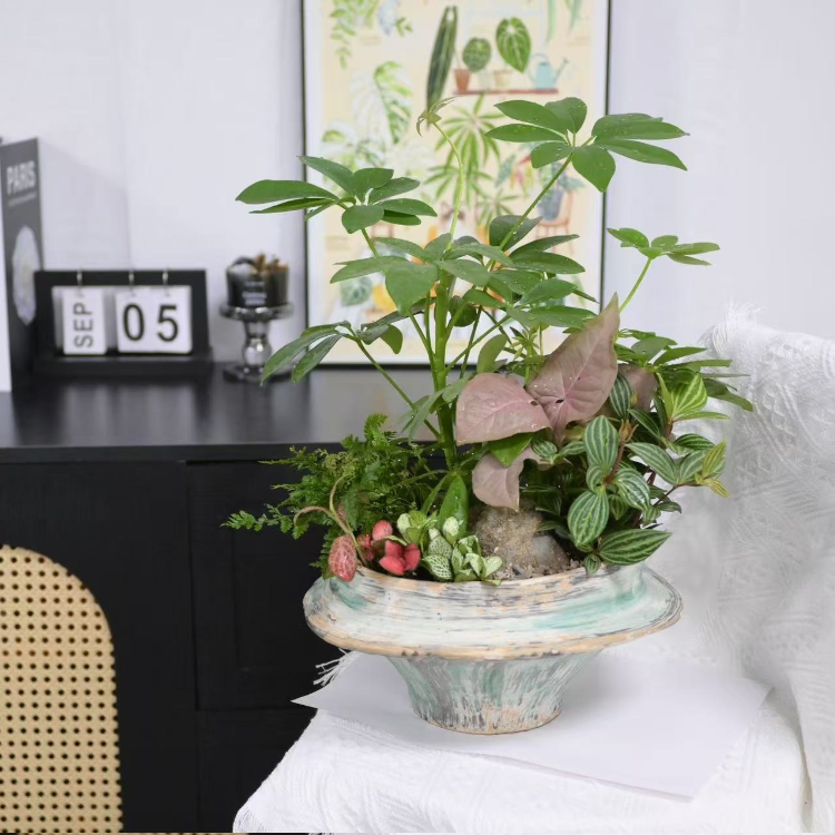 觀葉植物組盆盆栽 LZ-068