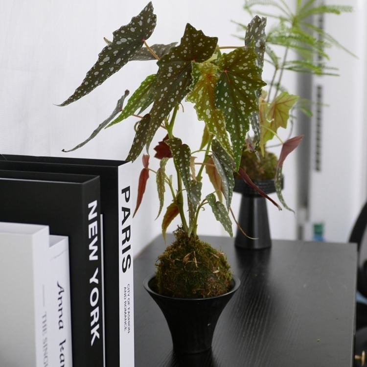 水苔球“鱒魚秋海棠”LZ-054