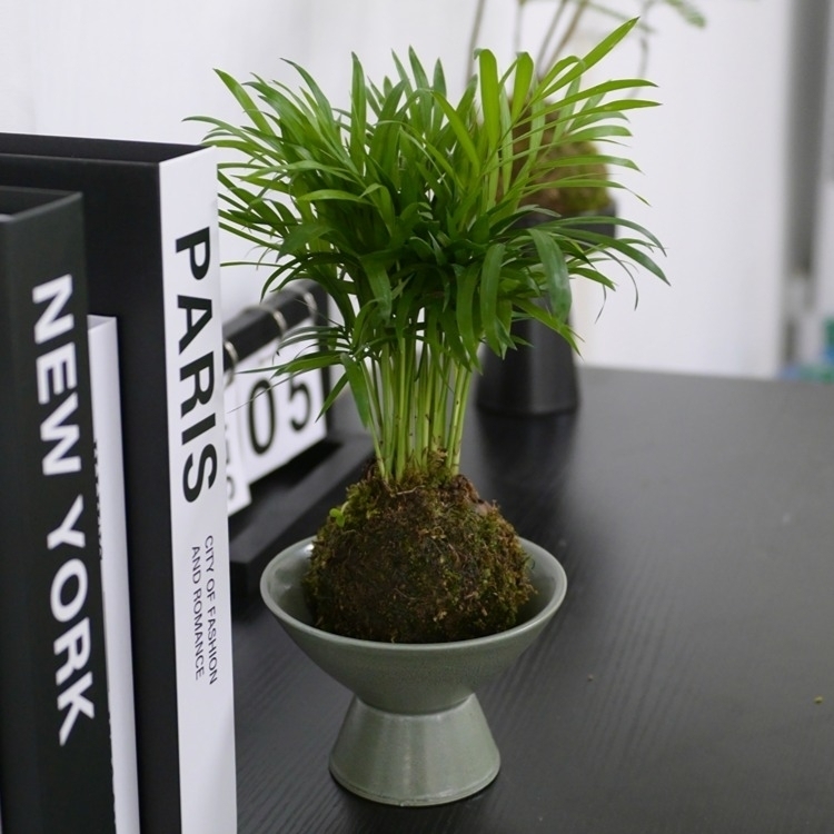 水苔球“袖珍椰子”LZ-058