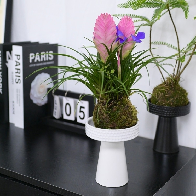 水苔球“鐵蘭”LZ-060