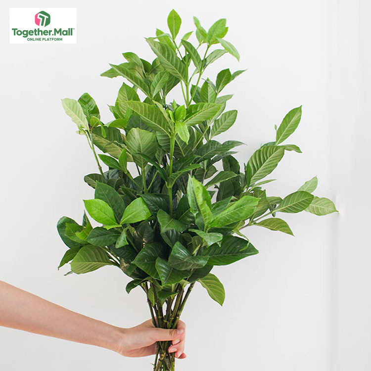 Gardenia leaf fl0000-HC0098