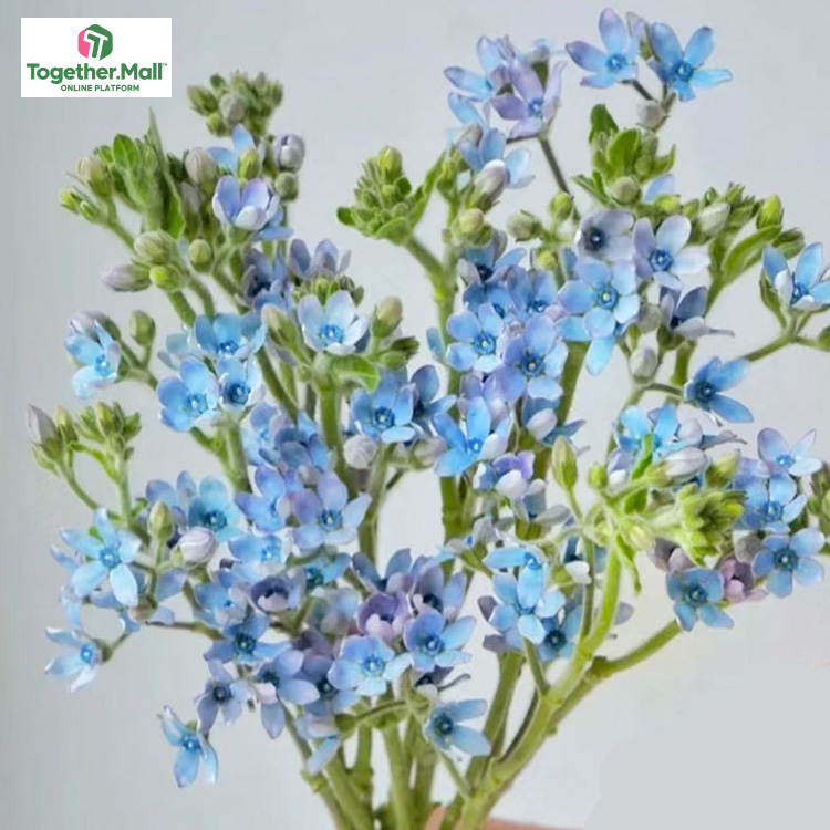 Blue Star Flower fl0000-HC0092