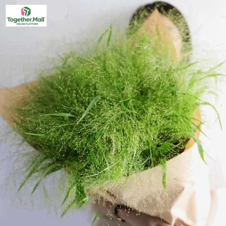 Fountain grass fl0000-HC0088