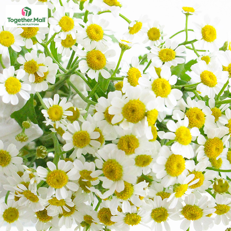 Chamomile fl0000-HC0087