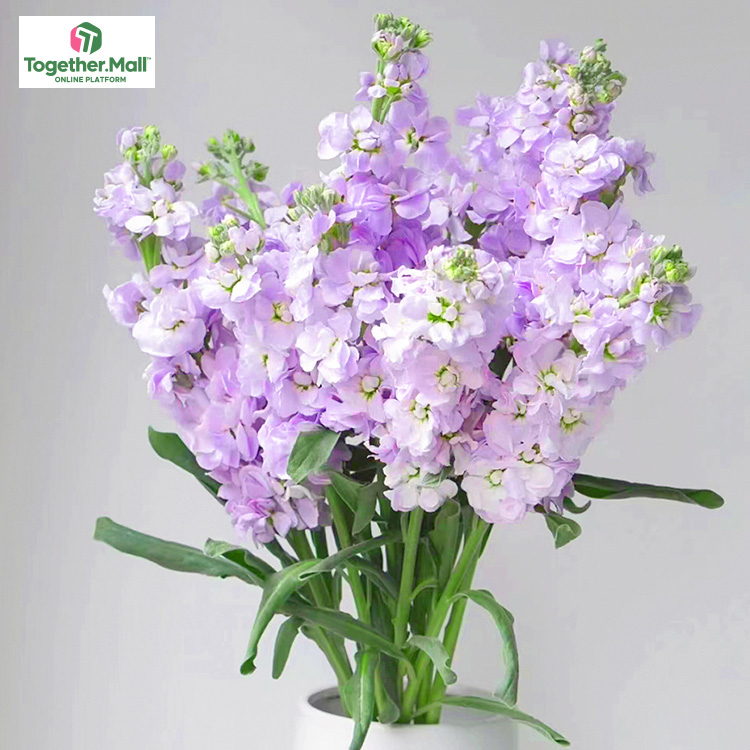 Light purple violet fl0000-HC0086