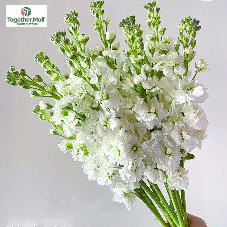White violet fl0000-HC0085