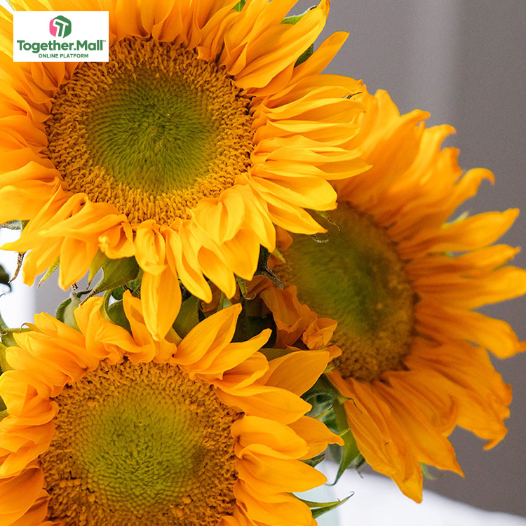 Green Heart Sunflower fl0000-HC0083