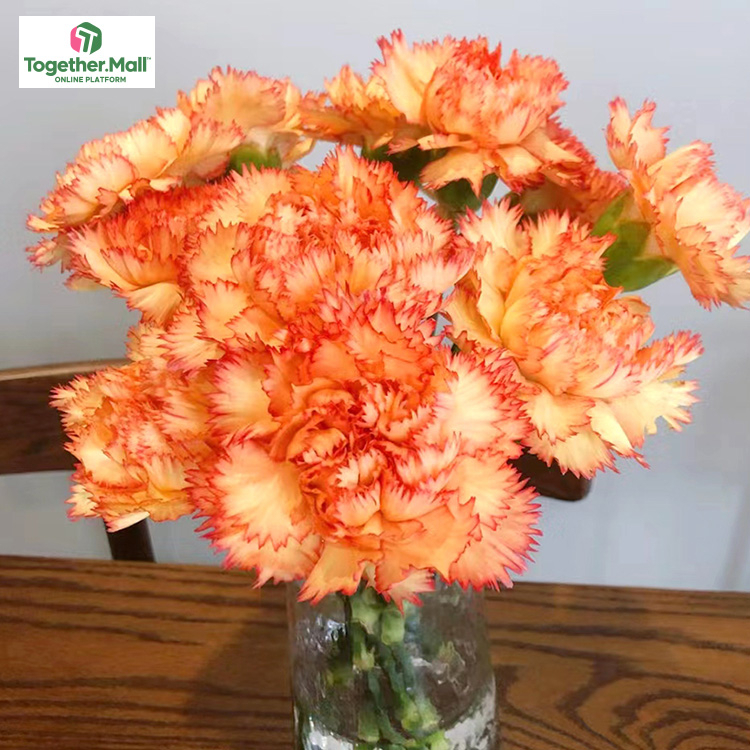 Carnival Carnation fl0000-HC0080