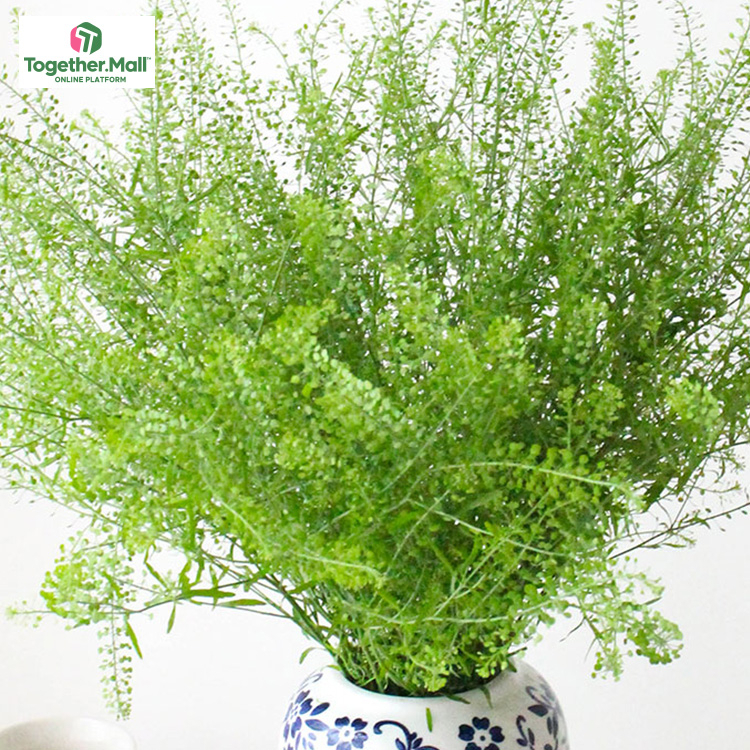 Green Spirit Grass fl0000-HC0091