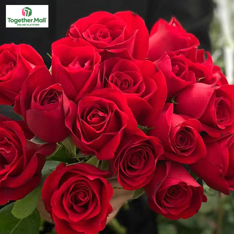 卡羅拉玫瑰fl0000-HC0003