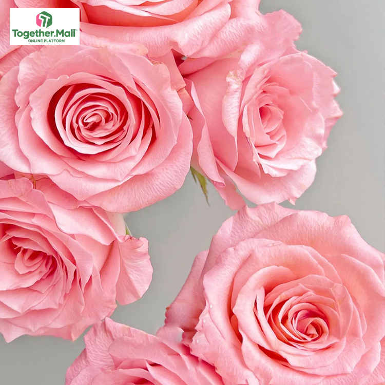 戴安娜玫瑰fl0000-HC0004