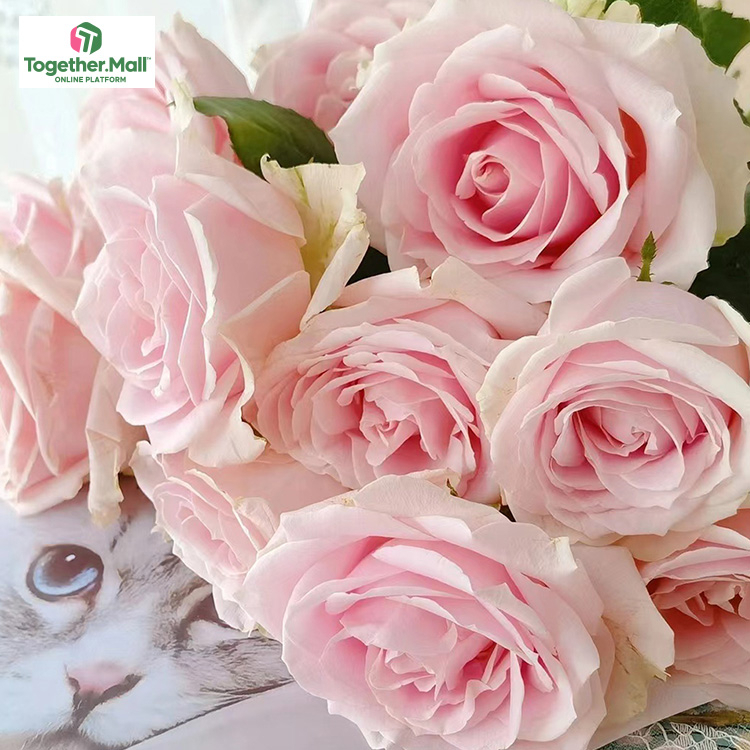 粉雪山玫瑰fl0000-HC0005