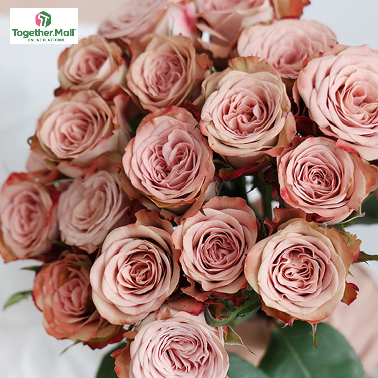 卡布奇諾玫瑰fl0000-HC0006