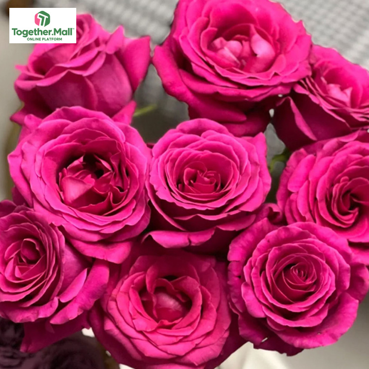 佛洛德玫瑰fl0000-HC0010