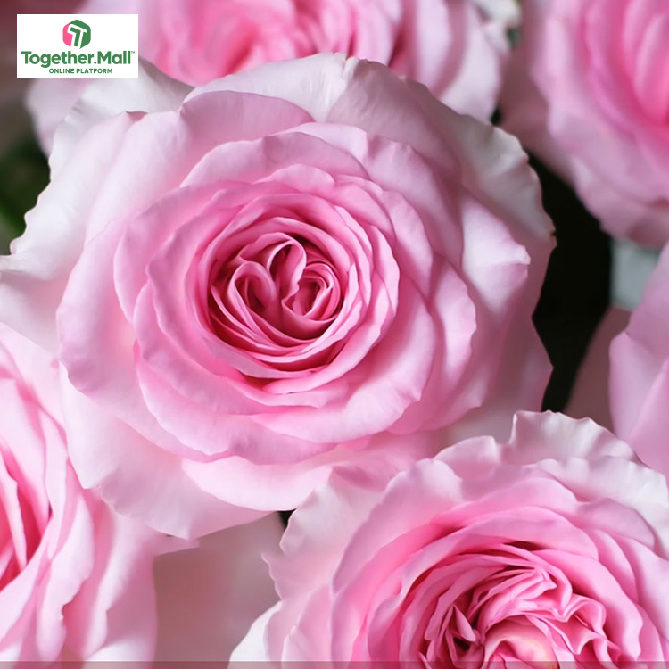 洛神玫瑰fl0000-HC0012