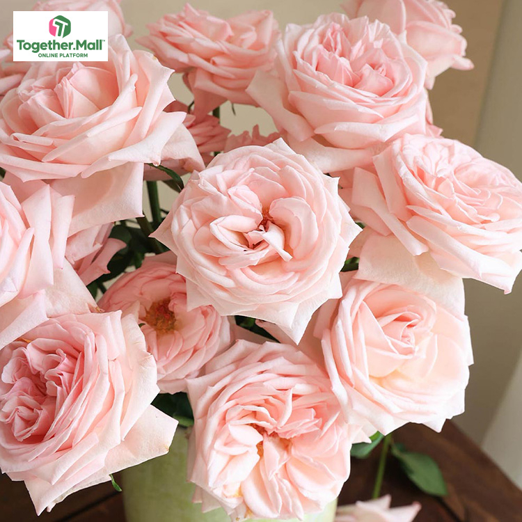 粉荔枝玫瑰fl0000-HC0013