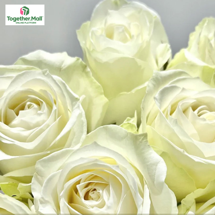 白雪山玫瑰fl0000-HC0014