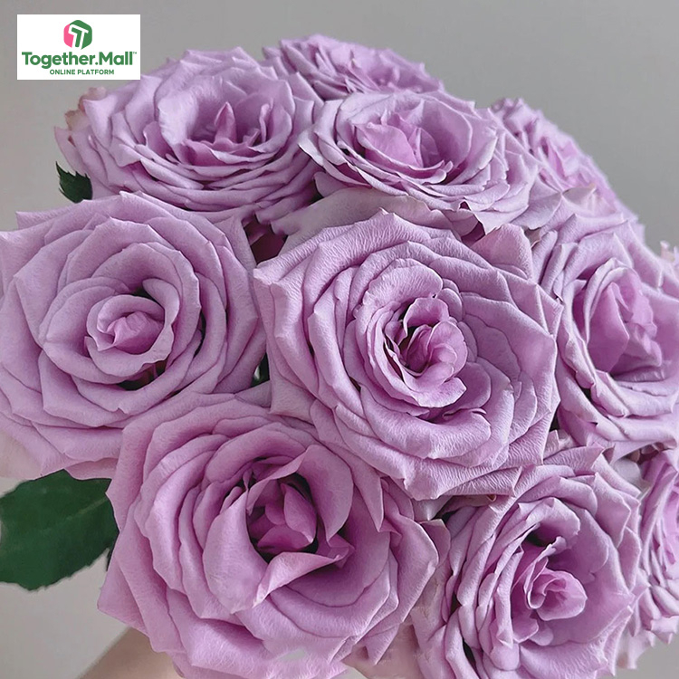 海洋之歌玫瑰fl0000-HC0015