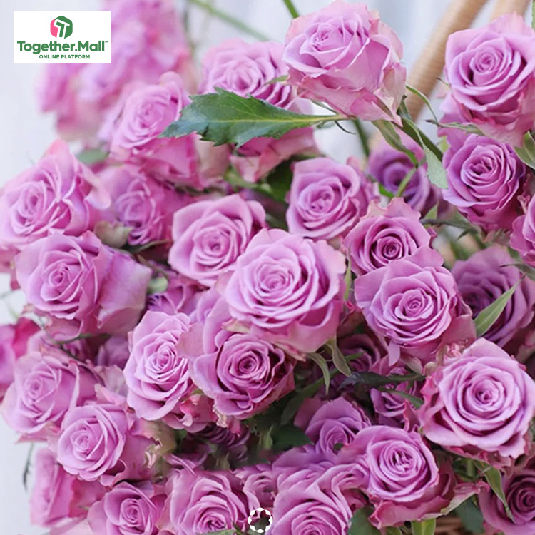 紫霞仙子玫瑰fl0000-HC0016