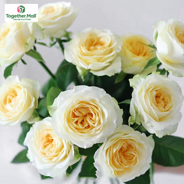 奶油杯玫瑰fl0000-HC0019