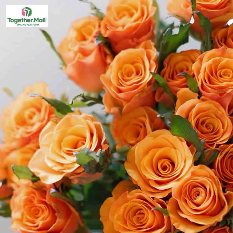 輝煌玫瑰fl0000-HC0020