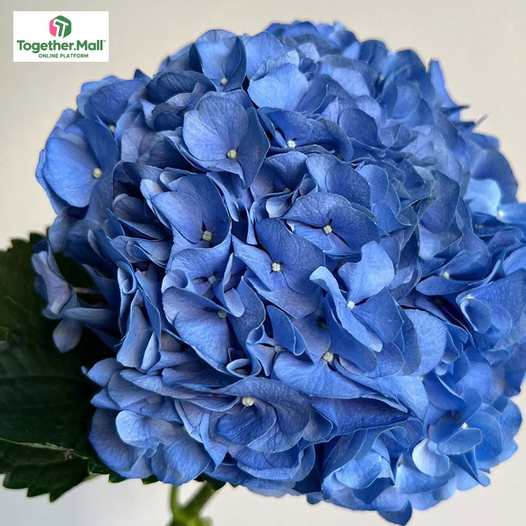 深藍色繡球fl0000-HC0056