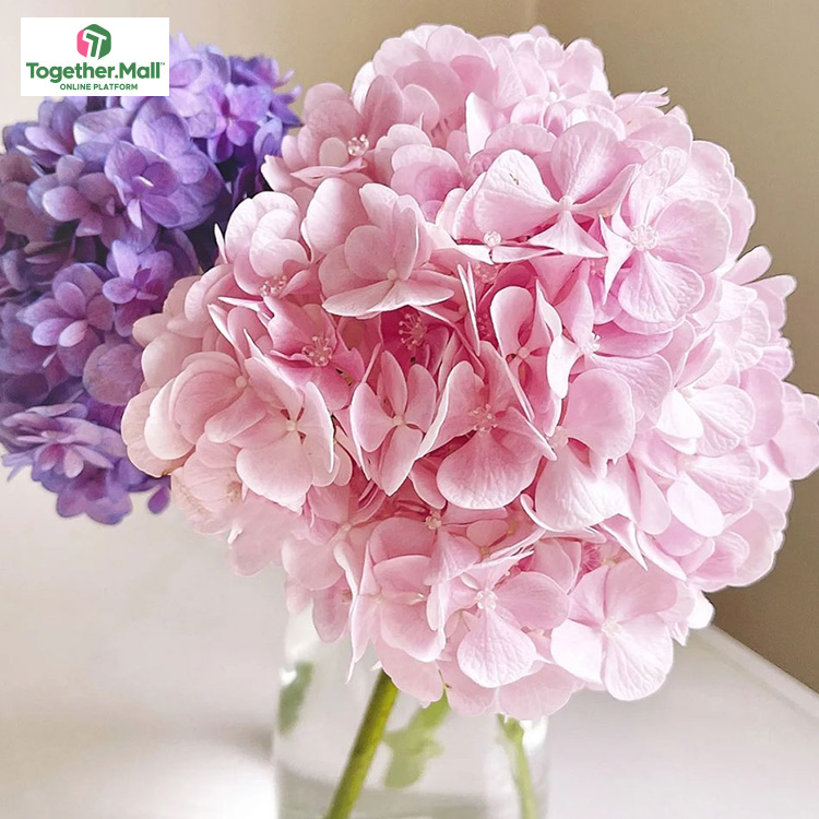 淺粉色繡球fl0000-HC0055