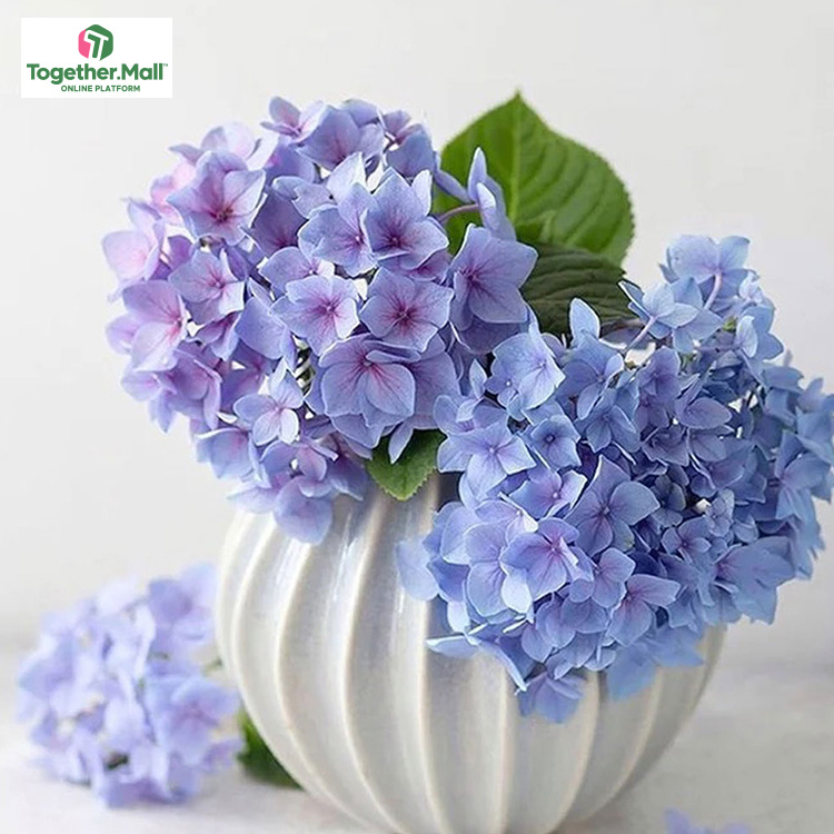 淺藍色繡球fl0000-HC0054