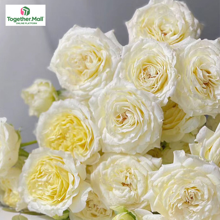 暖暖多頭玫瑰fl0000-HC0051