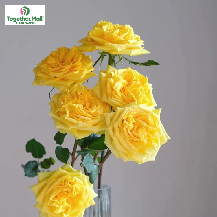 月光漫步玫瑰fl0000-HC0033