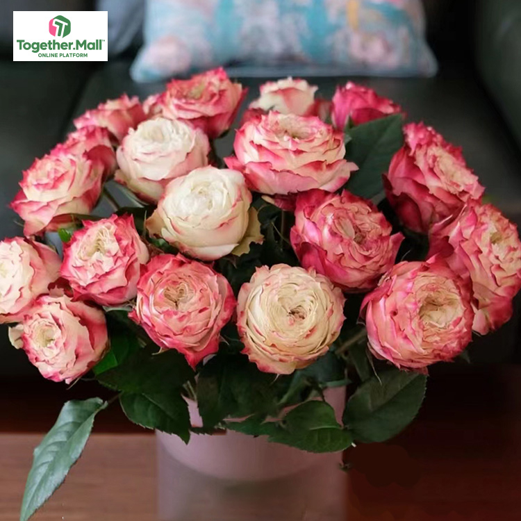 蘋果傑克玫瑰fl0000-HC0034